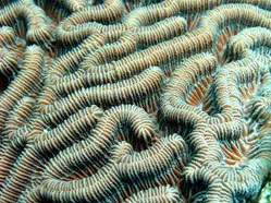 Fun Facts About Coral in Barbados